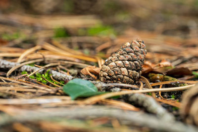 Close-up of pine cone on field