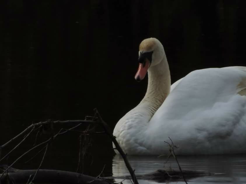 bird, animal themes, wildlife, animals in the wild, water, swan, one animal, lake, beak, nature, white color, side view, waterfront, swimming, seagull, perching, outdoors, beauty in nature, pelican, water bird