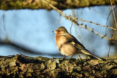Low angle view of bird perching on branch