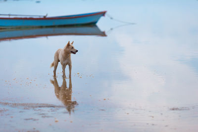Dog running on beach