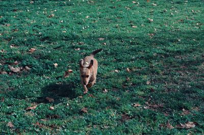 High angle view of a cat on field