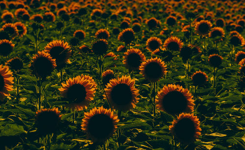 Full frame shot of sunflower field