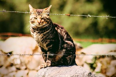 Close-up of cat