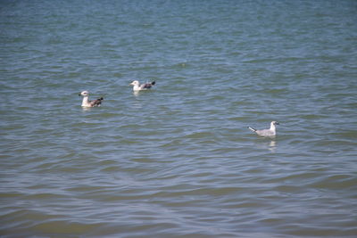 Seagulls flying over sea