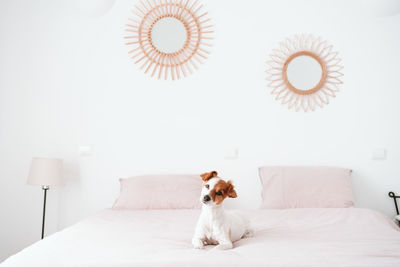 Cute lovely small jack russell dog resting on bed during daytime. pets indoors at home