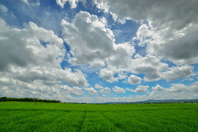 Scenic view of field against sky