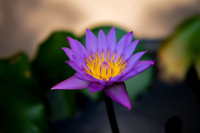 Close-up of pink water lily