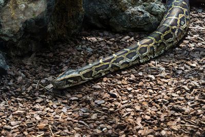 High angle view of lizard on rock