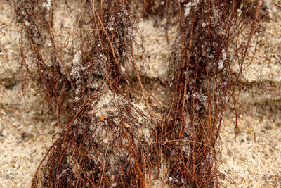 Close-up of dead tree trunk in forest