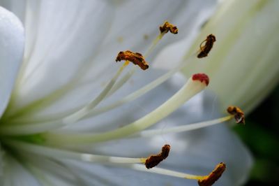 Close-up of white flowers