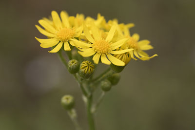 Close-up of yellow flowering plant