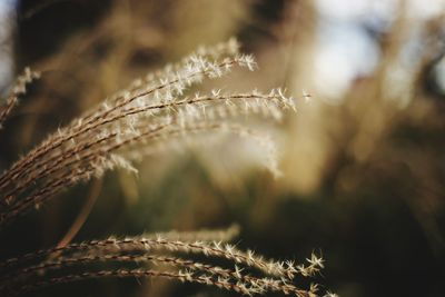 Close-up of dried plant