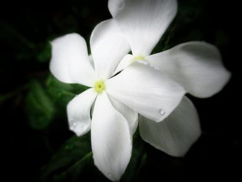 Close-up of white flowers