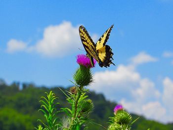 Close-up of butterfly pollinating on pink flower