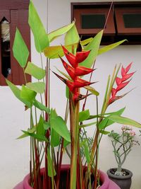 Close-up of potted plant