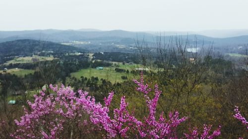 Flowers blooming in park