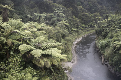 Trees growing in forest