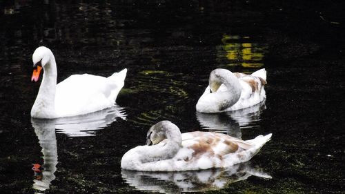 White swans swimming in lake