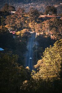 View of trees in city