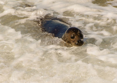 High angle view of dog swimming in water