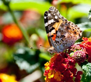 Close-up of butterfly pollinating on flower