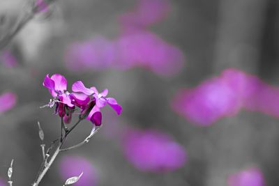 Close-up of pink flowering plant