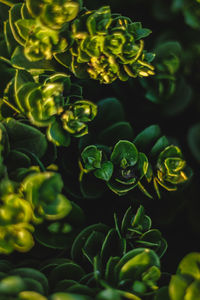 Full frame shot of flowering plant