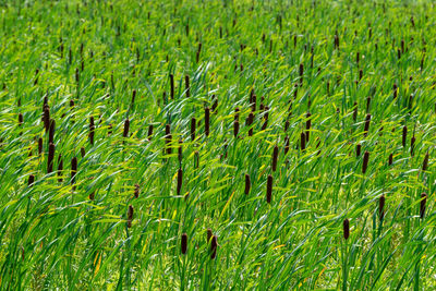 Full frame shot of corn field