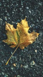 High angle view of maple leaf on street