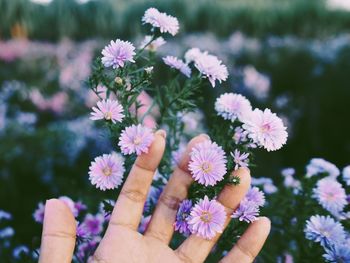 Close-up of hand holding purple flowering plants