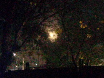 Illuminated trees against sky at night