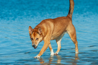 Side view of dog standing in water