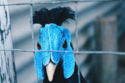 Close-up of crested fireback in cage