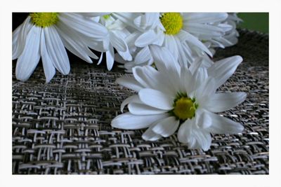 Close-up of white flower