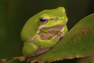 Close-up of frog on green leaves