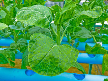 Close-up of fresh green leaf with water drops on plant