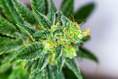 Close-up of plant