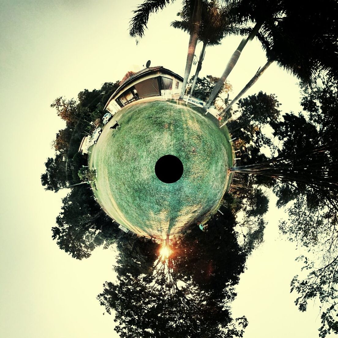 low angle view, tree, sky, circle, built structure, lighting equipment, clear sky, architecture, illuminated, electricity, directly below, outdoors, branch, no people, hanging, street light, fuel and power generation, nature, building exterior, ferris wheel