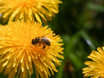 Close-up of bee pollinating on yellow flower