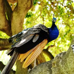 Close-up of peacock perching on tree