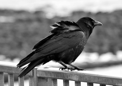 Close-up of bird perching on railing