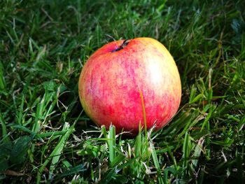 Close-up of apple on field