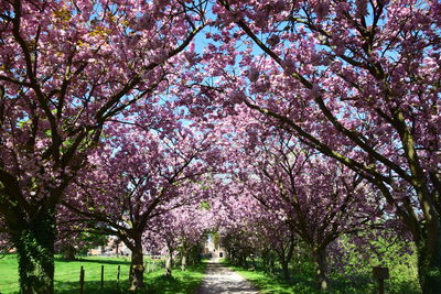 View of cherry blossom trees in park