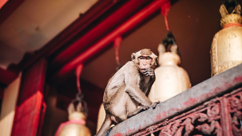 Low angle view of monkey at temple