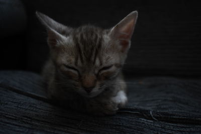 Close-up of cat resting on wood