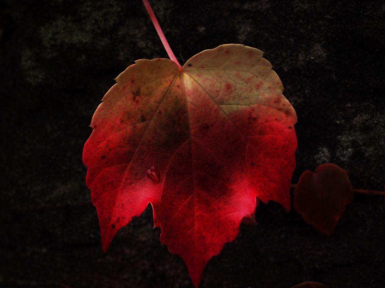 leaf, autumn, close-up, leaf vein, red, change, dry, high angle view, single object, natural pattern, nature, leaves, season, maple leaf, no people, studio shot, still life, fragility, outdoors, ground