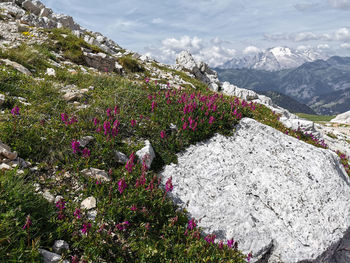 Scenic view in the dolomites 