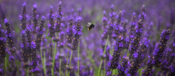 Close-up of bee pollinating on purple flower