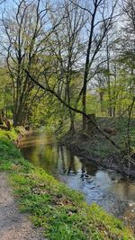 Scenic view of river stream amidst trees in forest