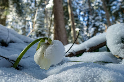 Close-up of frozen plant